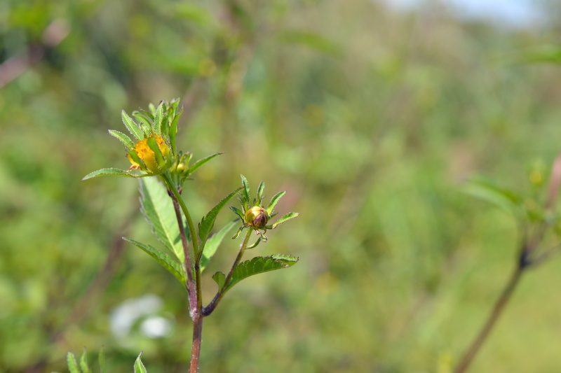 Bidens frondosa L., 1753