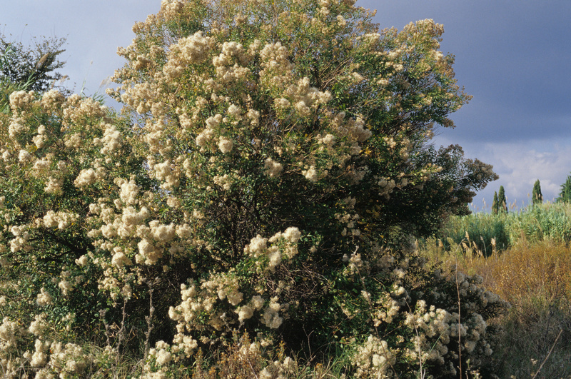 Baccharis halimifolia L., 1753