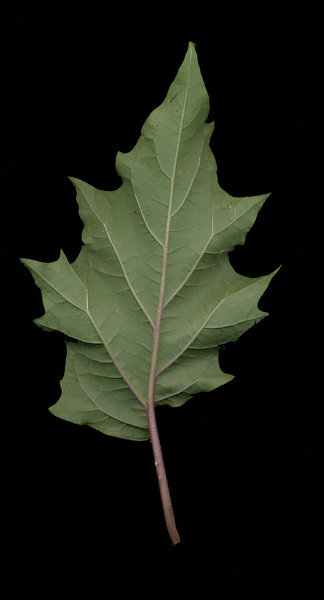 Datura stramonium L., 1753