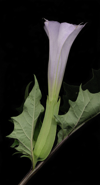 Datura stramonium L., 1753