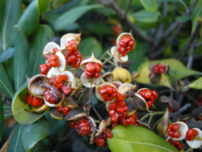 Pittosporum tobira (Thunb.) W.T.Aiton, 1811
