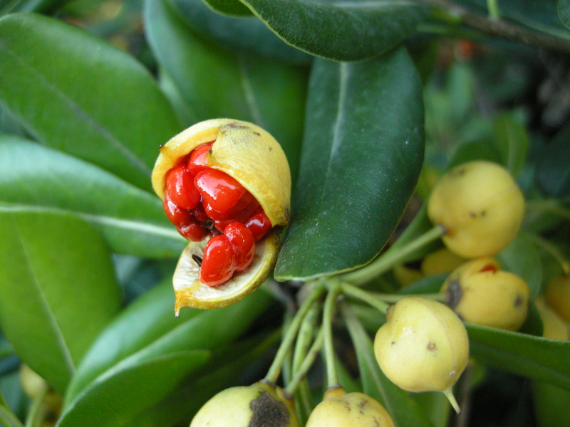 Pittosporum tobira (Thunb.) W.T.Aiton, 1811