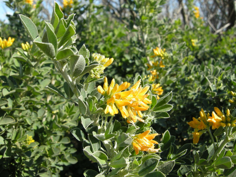 Medicago arborea L., 1753