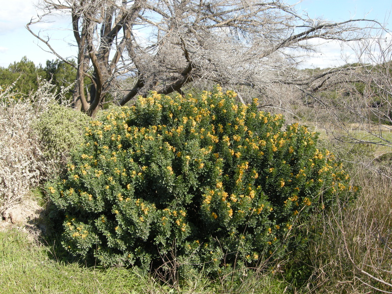 Medicago arborea L., 1753