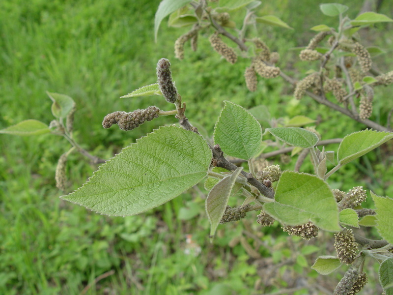 Broussonetia papyrifera (L.) Vent., 1799