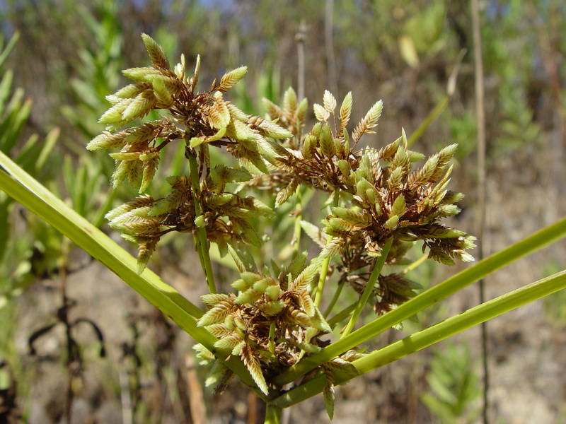 Cyperus eragrostis Lam., 1791