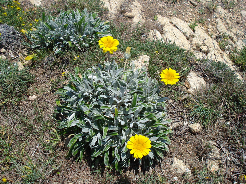 Gazania rigens (L.) Gaertn., 1791