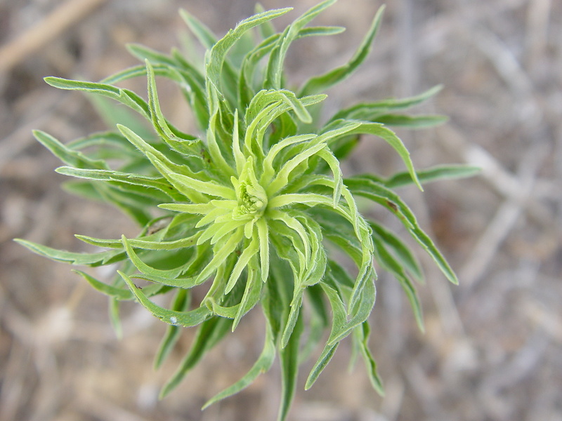 Erigeron canadensis L., 1753 [syn. Conyza canadensis (L.) Cronquist, 1943]