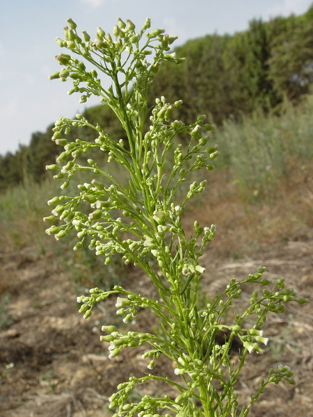 Erigeron canadensis L., 1753 [syn. Conyza canadensis (L.) Cronquist, 1943]