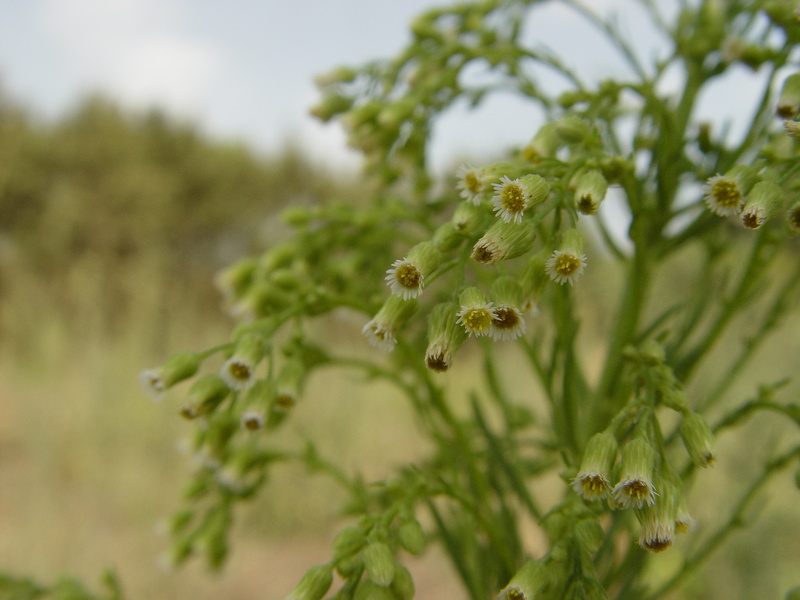 Erigeron canadensis L., 1753 [syn. Conyza canadensis (L.) Cronquist, 1943]