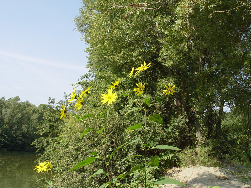 Helianthus tuberosus L., 1753