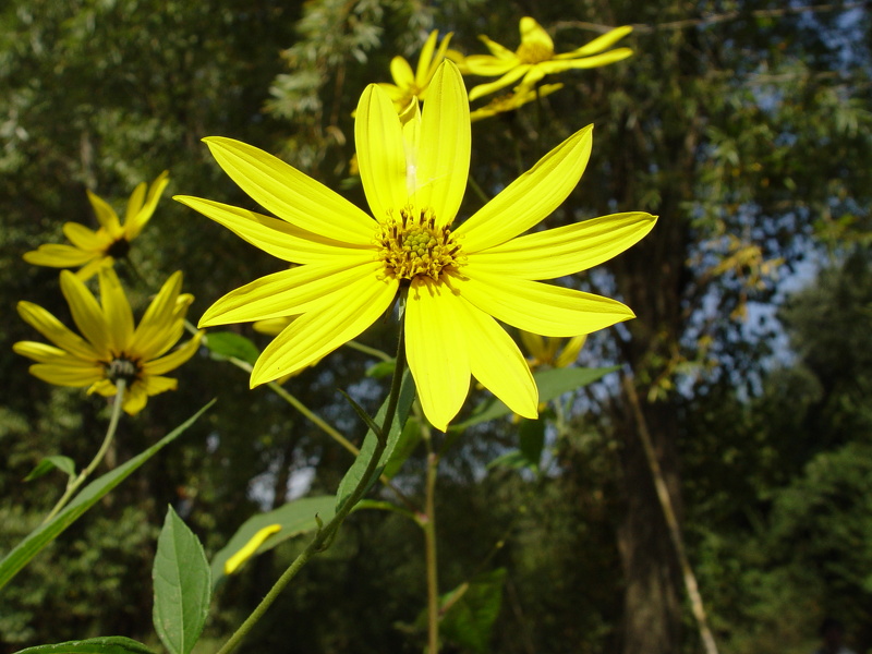 Helianthus tuberosus L., 1753