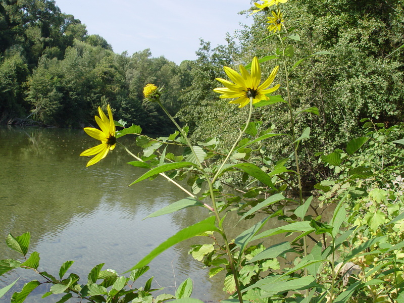 Helianthus tuberosus L., 1753