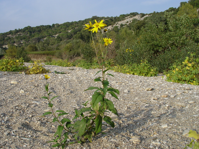 Helianthus tuberosus L., 1753