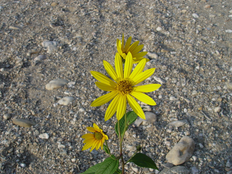 Helianthus tuberosus L., 1753
