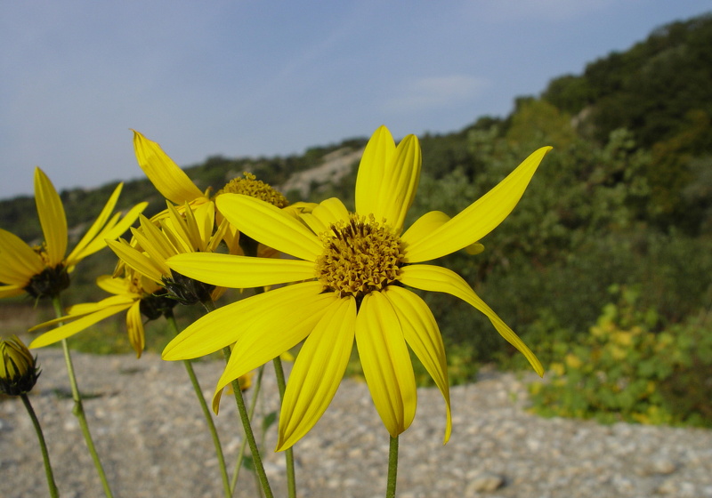 Helianthus tuberosus L., 1753