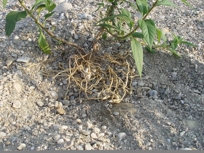Helianthus tuberosus L., 1753