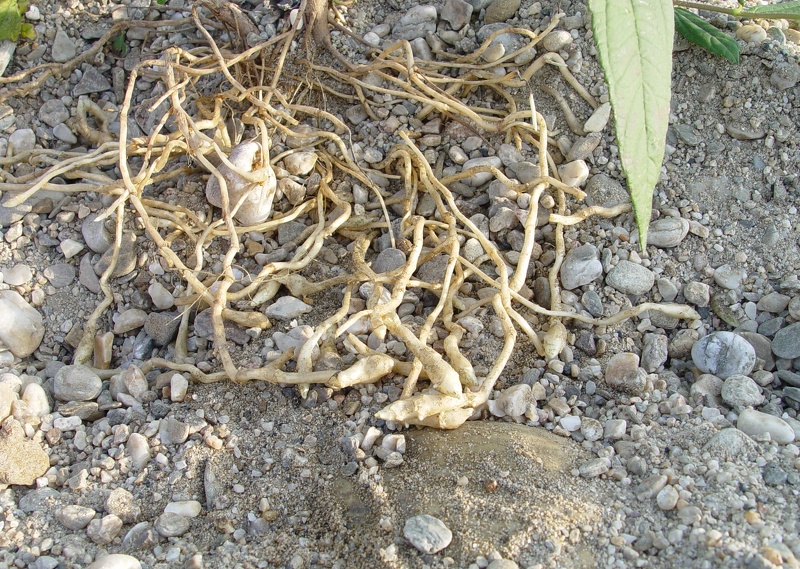 Helianthus tuberosus L., 1753