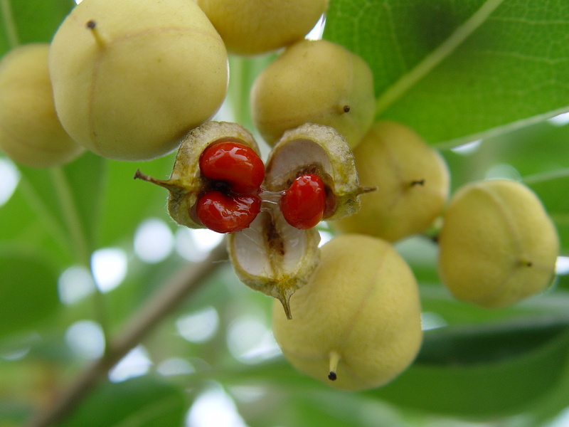 Pittosporum tobira (Thunb.) W.T.Aiton, 1811