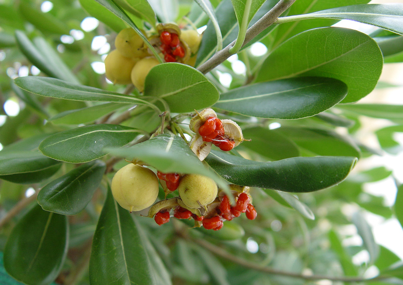 Pittosporum tobira (Thunb.) W.T.Aiton, 1811