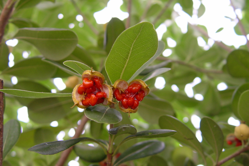Pittosporum tobira (Thunb.) W.T.Aiton, 1811