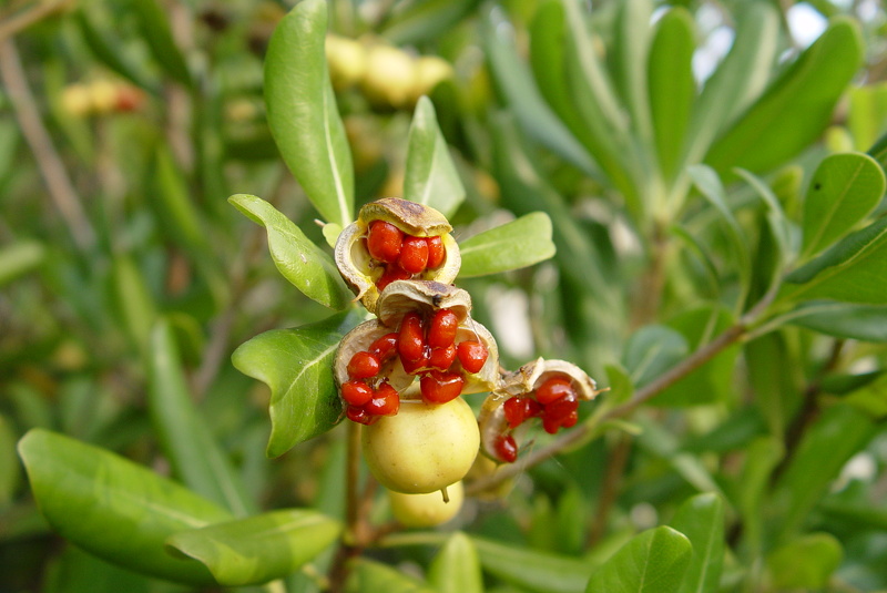 Pittosporum tobira (Thunb.) W.T.Aiton, 1811