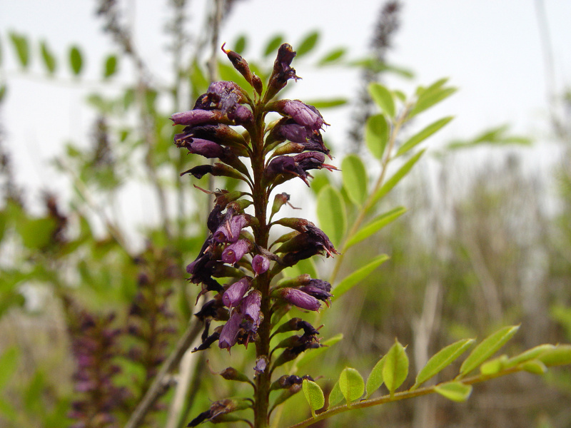 Amorpha fruticosa L., 1753