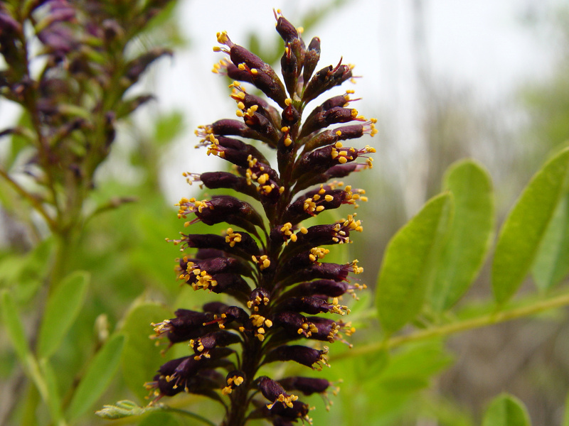 Amorpha fruticosa L., 1753