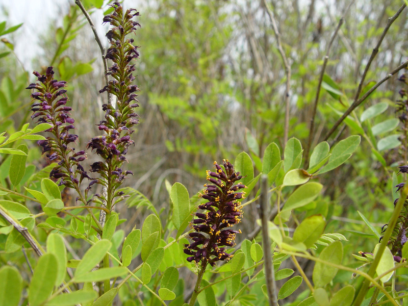 Amorpha fruticosa L., 1753