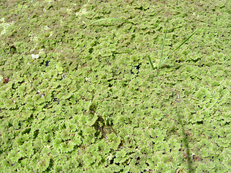 Azolla filiculoides Lam., 1783