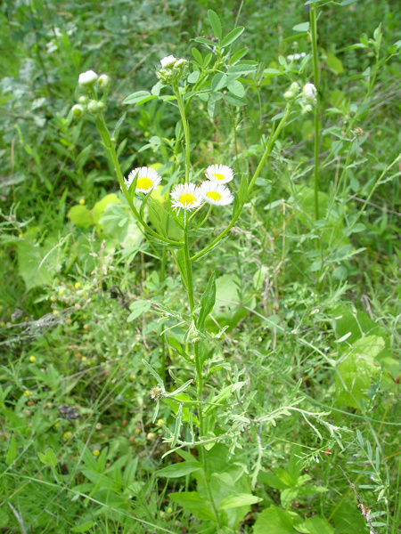 Erigeron annuus (L.) Desf., 1804