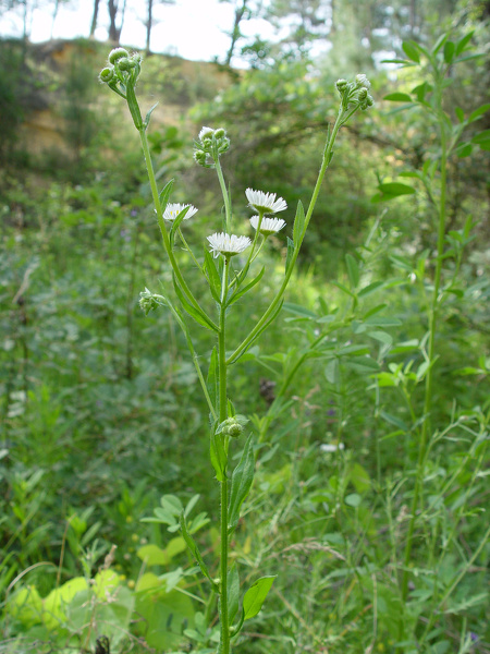 Erigeron annuus (L.) Desf., 1804