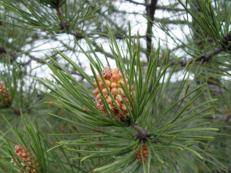 Pinus nigra subsp. nigra J.F.Arnold, 1785 [hors plantations]