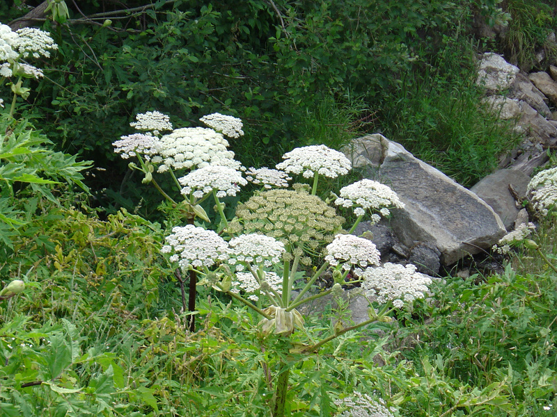 Heracleum mantegazzianum Sommier & Levier, 1895