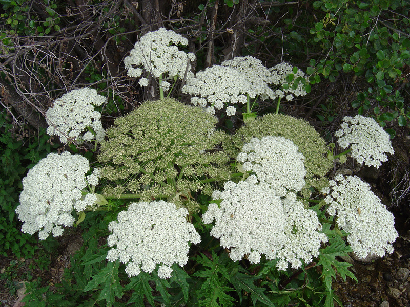 Heracleum mantegazzianum Sommier & Levier, 1895