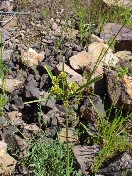 Cyperus eragrostis Lam., 1791