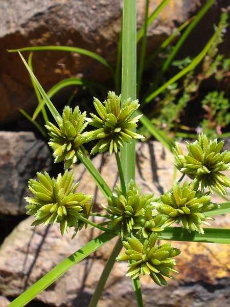 Cyperus eragrostis Lam., 1791