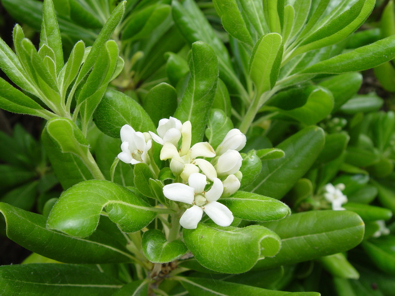 Pittosporum tobira (Thunb.) W.T.Aiton, 1811