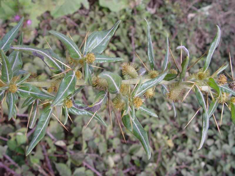 Xanthium spinosum L., 1753