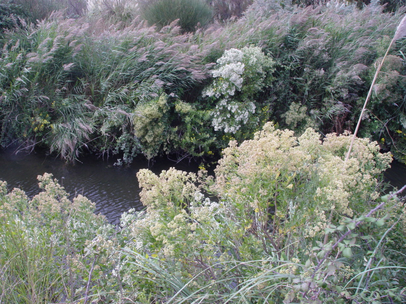 Baccharis halimifolia L., 1753