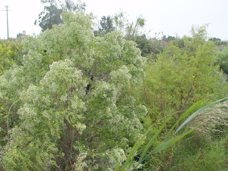 Baccharis halimifolia L., 1753