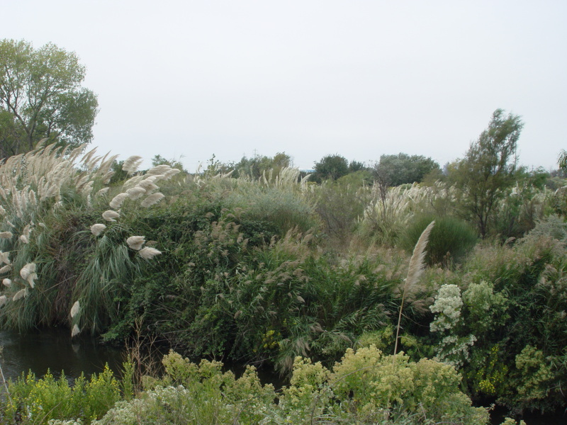 Baccharis halimifolia L., 1753