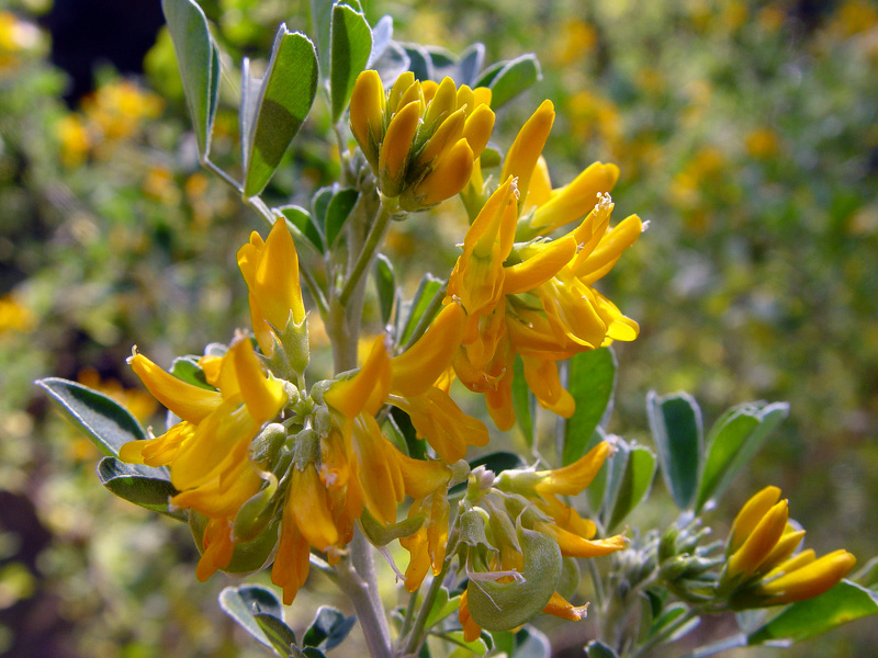 Medicago arborea L., 1753