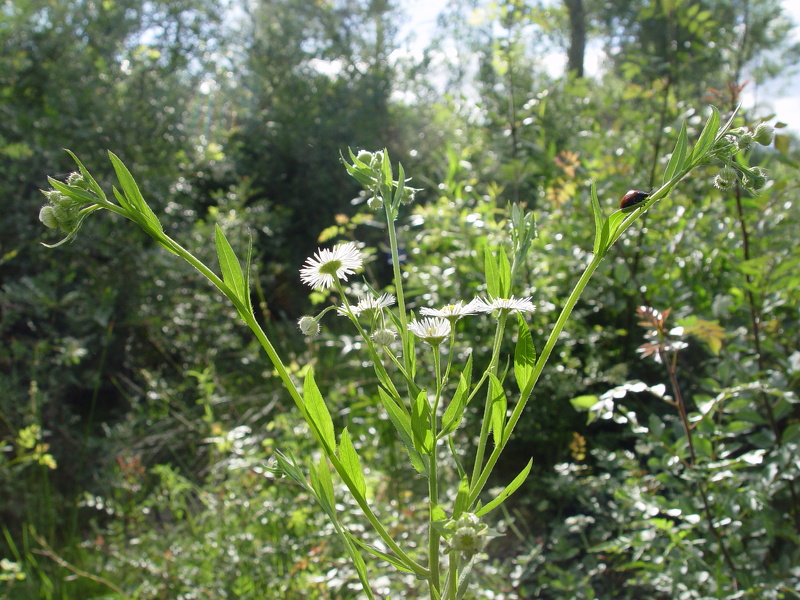 Erigeron annuus (L.) Desf., 1804