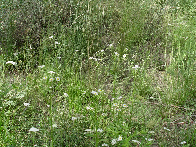 Erigeron annuus (L.) Desf., 1804