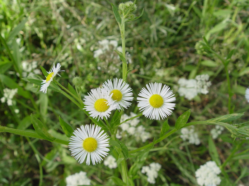 Erigeron annuus (L.) Desf., 1804