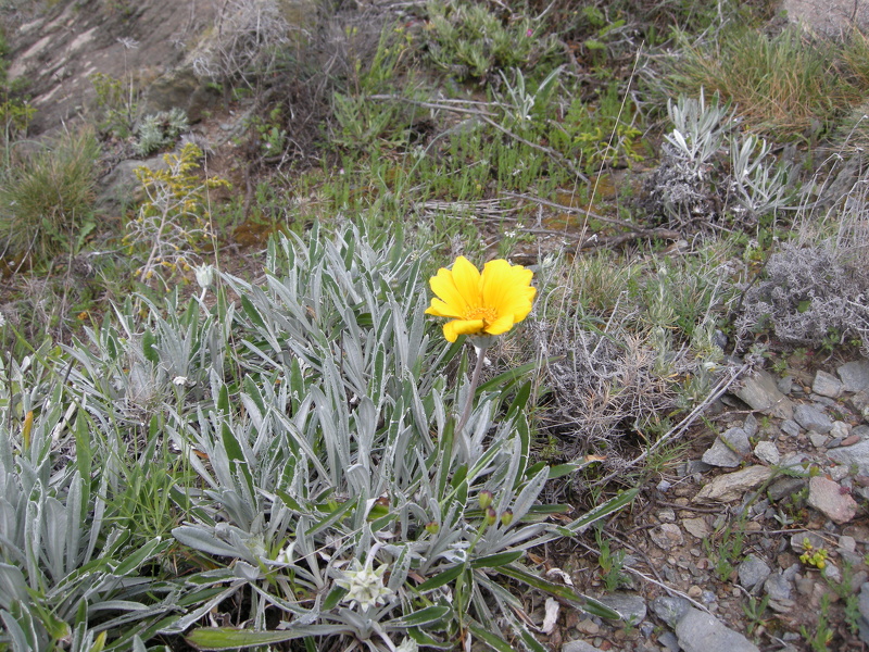 Gazania rigens (L.) Gaertn., 1791