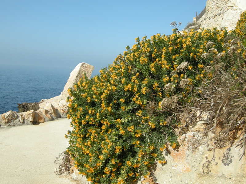 Medicago arborea L., 1753