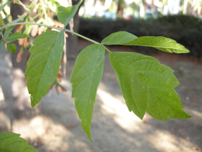 Acer negundo L., 1753