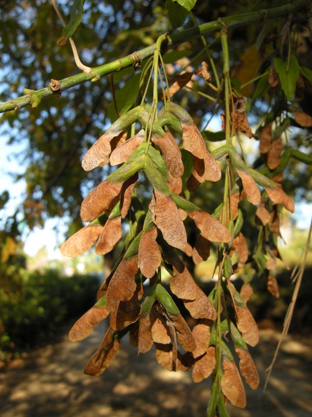 Acer negundo L., 1753